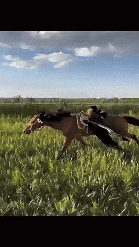 Two Horses Are Running In A Grassy Field On A Sunny Day GIF