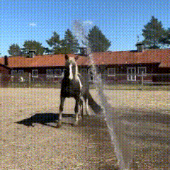 Two Horses Are Standing In A Dirt Field In Front Of A House GIF