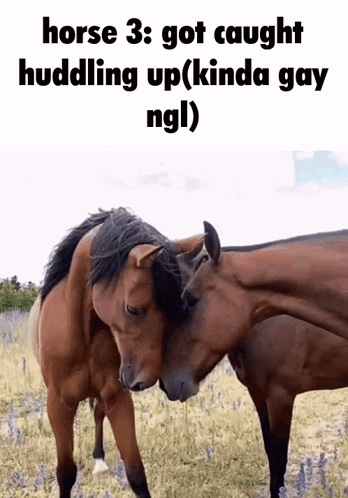 Two Horses Hugging in Field