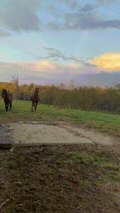 Two Horses Running In Field At Sunset GIF