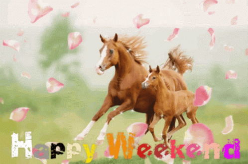 Two Horses Running In Field GIF