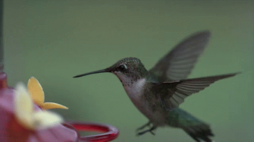 Two Hummingbirds Are Feeding From A Red Feeder With A Yellow Flower GIF