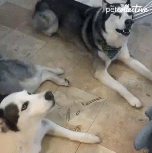 Two Husky Dogs Are Laying On A Tiled Floor And One Of Them Is Wearing A Bandana . GIF