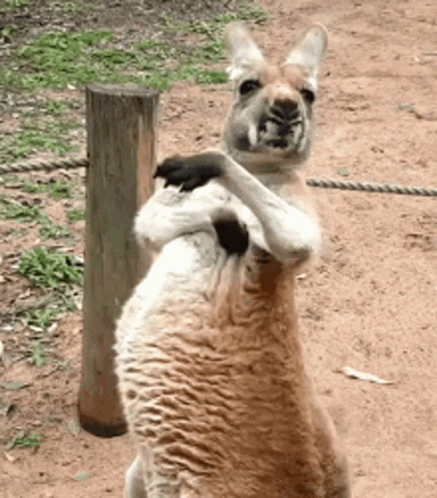 Two Kangaroos Are Standing Next To Each Other And One Has A Black Paw On The Other 'S Back GIF