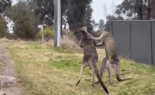Two Kangaroos Fighting by Fence and Sign L