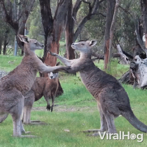 Two Kangaroos Standing in Grassy Field Viralhog