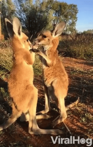 Two Kangaroos Standing Next To Each Other GIF