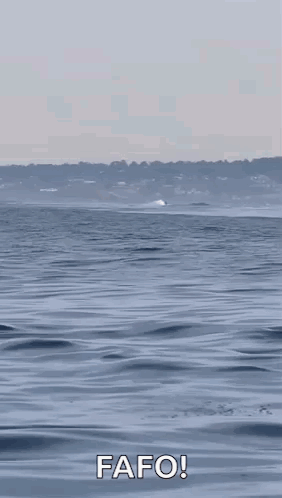 Two Killer Whales Are Jumping Out Of The Water To Eat A Dolphin . GIF