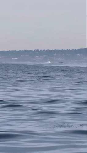 two killer whales are playing with a dolphin in a body of water