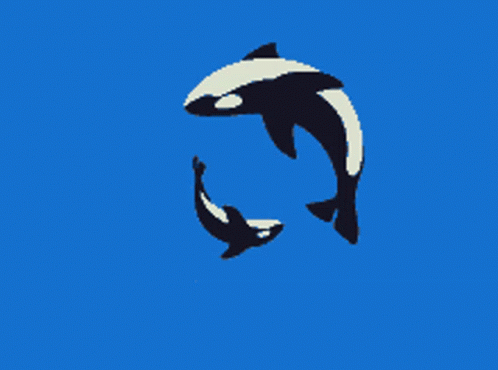 Two Killer Whales Swimming In A Circle GIF