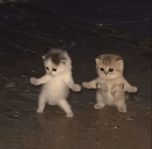 Two Kittens Are Holding Hands While Walking On The Beach GIF
