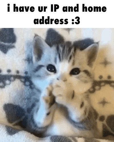 Two Kittens Are Laying On A Blanket And The Caption Says I Have Ur Ip And Home Address : 3 GIF