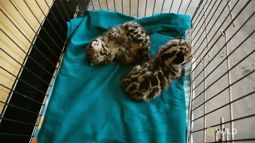 Two Kittens Are Laying On A Blue Blanket In A Cage That Says National Geographic Wild GIF