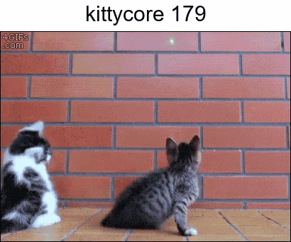 Two Kittens Are Looking At A Brick Wall And The Number 179 Is On The Bottom Right GIF