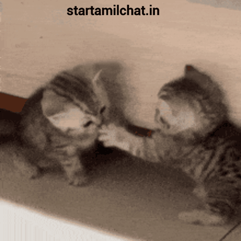 Two Kittens Are Playing With Each Other And The Website Starttamilchat.in Is On The Bottom GIF