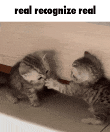 two kittens are playing with each other and the words real recognize real are above them .