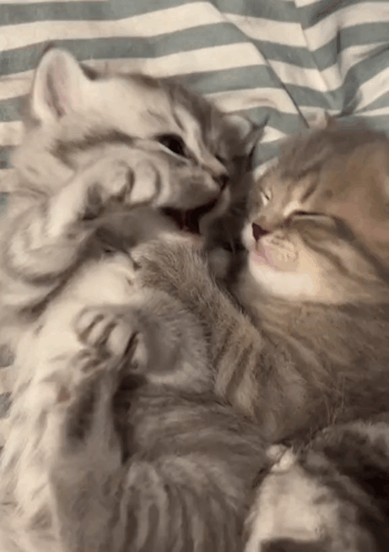 Two Kittens Are Playing With Each Other On A Striped Bedspread GIF