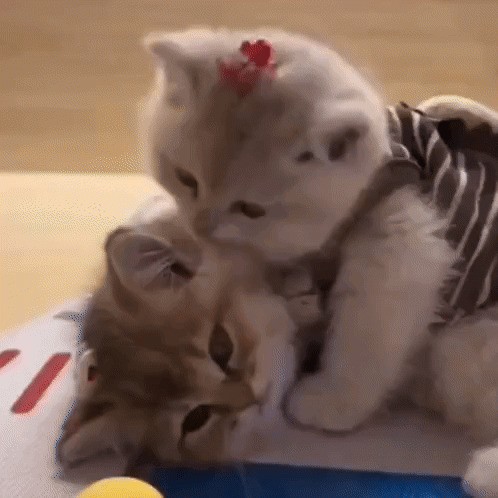 Two Kittens Are Playing With Each Other On A Table . One Of The Kittens Is Wearing A Striped Harness . GIF