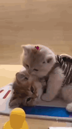 Two Kittens Are Playing With Each Other On Top Of A Tablet . GIF