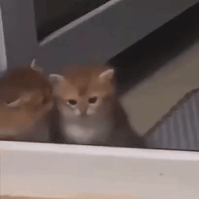 Two Kittens Sitting Next To Each Other Looking Out Window GIF