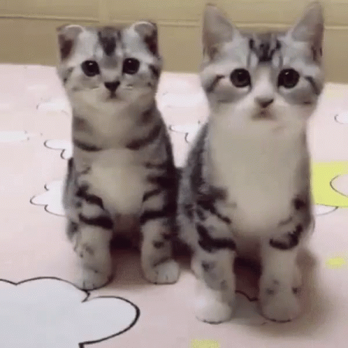 Two Kittens Are Sitting Next To Each Other On A Bed Looking At The Camera . GIF