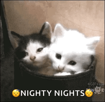 Two Kittens Are Sleeping In A Bucket With The Words `` Nighty Nights '' Above Them . GIF