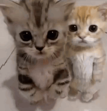 Two Kittens Are Standing Next To Each Other On A Tile Floor . GIF