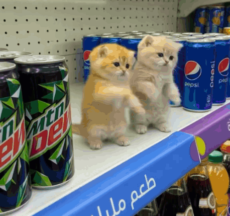 Two Kittens Are Standing On A Shelf Next To Cans Of Pepsi And Mountain Dew GIF