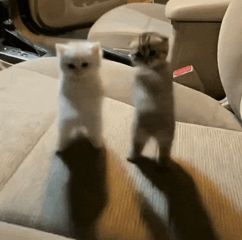 Two Kittens Are Standing On Their Hind Legs In A Car Seat GIF