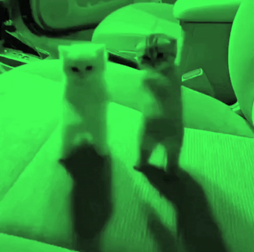 Two Kittens Are Standing On Their Hind Legs In A Green Background GIF