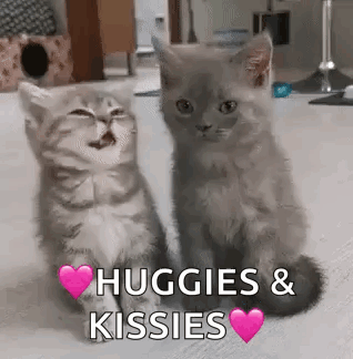 Two Kittens Hugging and Kissing