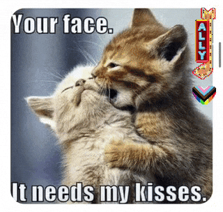 Two Kittens Hugging And Kissing With The Caption Your Face It Needs My Kisses GIF