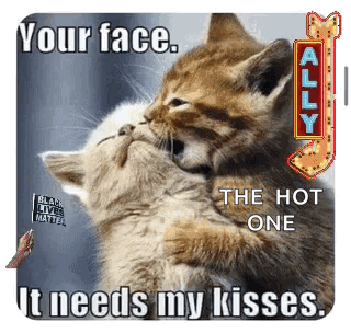 Two Kittens Hugging Each Other With The Words `` Your Face , The Hot One It Needs My Kisses '' GIF