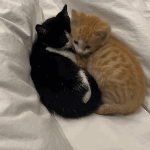 Two Kittens Hugging