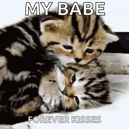 Two Kittens Hugging My Babe Forever Kisses GIF