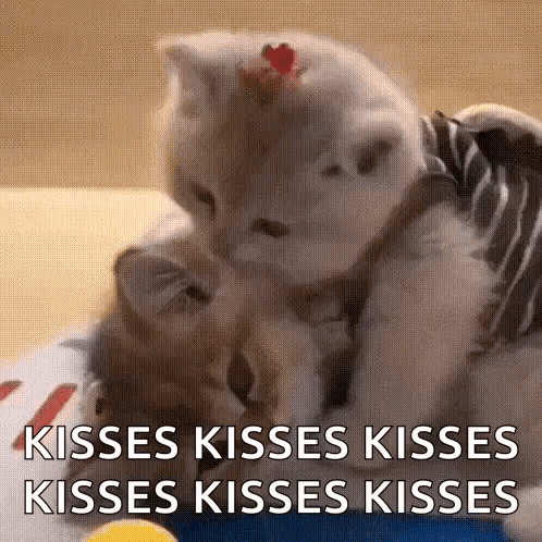 Two Kittens Kissing Saying Kisses