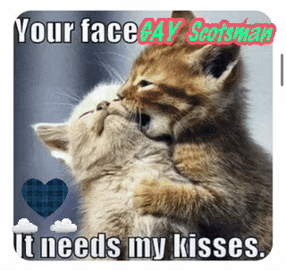 Two Kittens Kissing Your Face Gay Scotsman