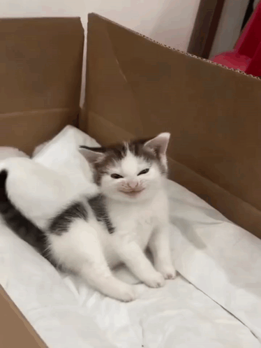 Two Kittens Laying in Cardboard Box