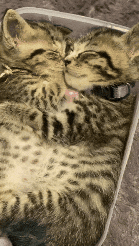 Two Kittens Laying Next To Each Other In A Plastic Box GIF