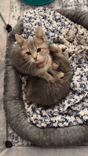 Two Kittens Laying On A Blanket In A Bed GIF