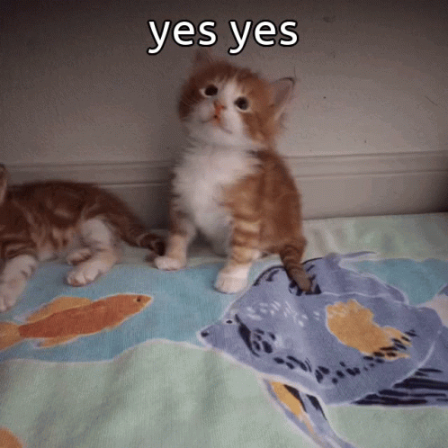 Two Kittens Laying on Blanket Saying Yes Yes