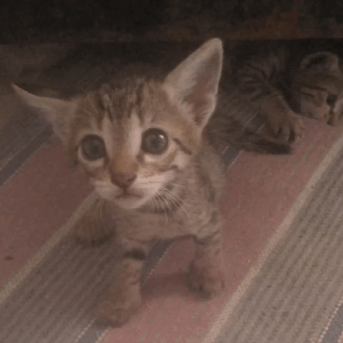 Two Kittens Laying on Striped Rug One Yawning