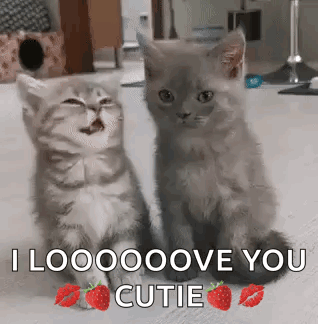 Two Kittens One Saying I Looooove You Cutie
