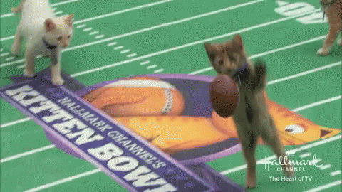 Two Kittens Playing Kitten Bowl With Football GIF