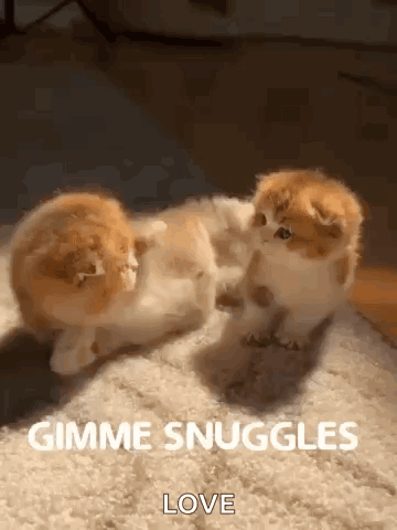 Two Kittens Playing on Carpet Gimme Snuggles Love