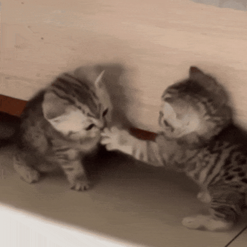 Two Kittens Playing