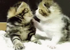 Two Kittens Playing With Each Other On A Blanket GIF