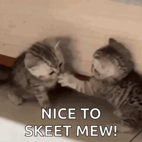 Two Kittens Playing With Nice To Skeet Mew GIF