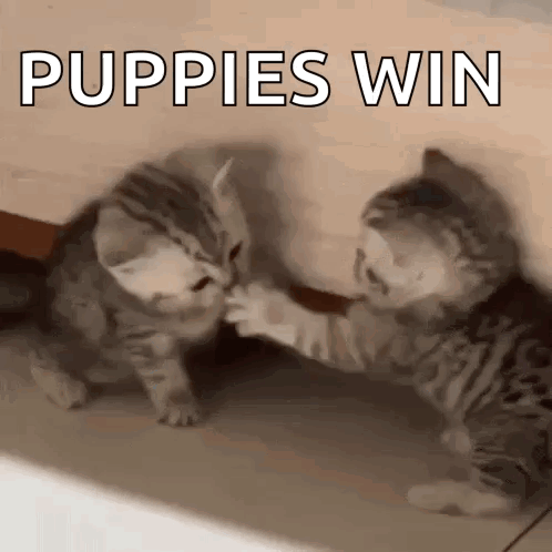 Two Kittens Playing With Puppies Win Above