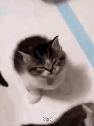 Two Kittens Sitting And Looking GIF